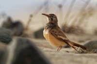 Skrivan dudkovity - Alaemon alaudipes - Greater Hoopoe-Lark o1658